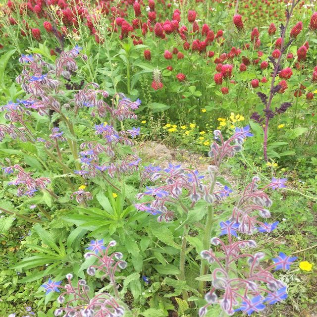 満開の花畑から