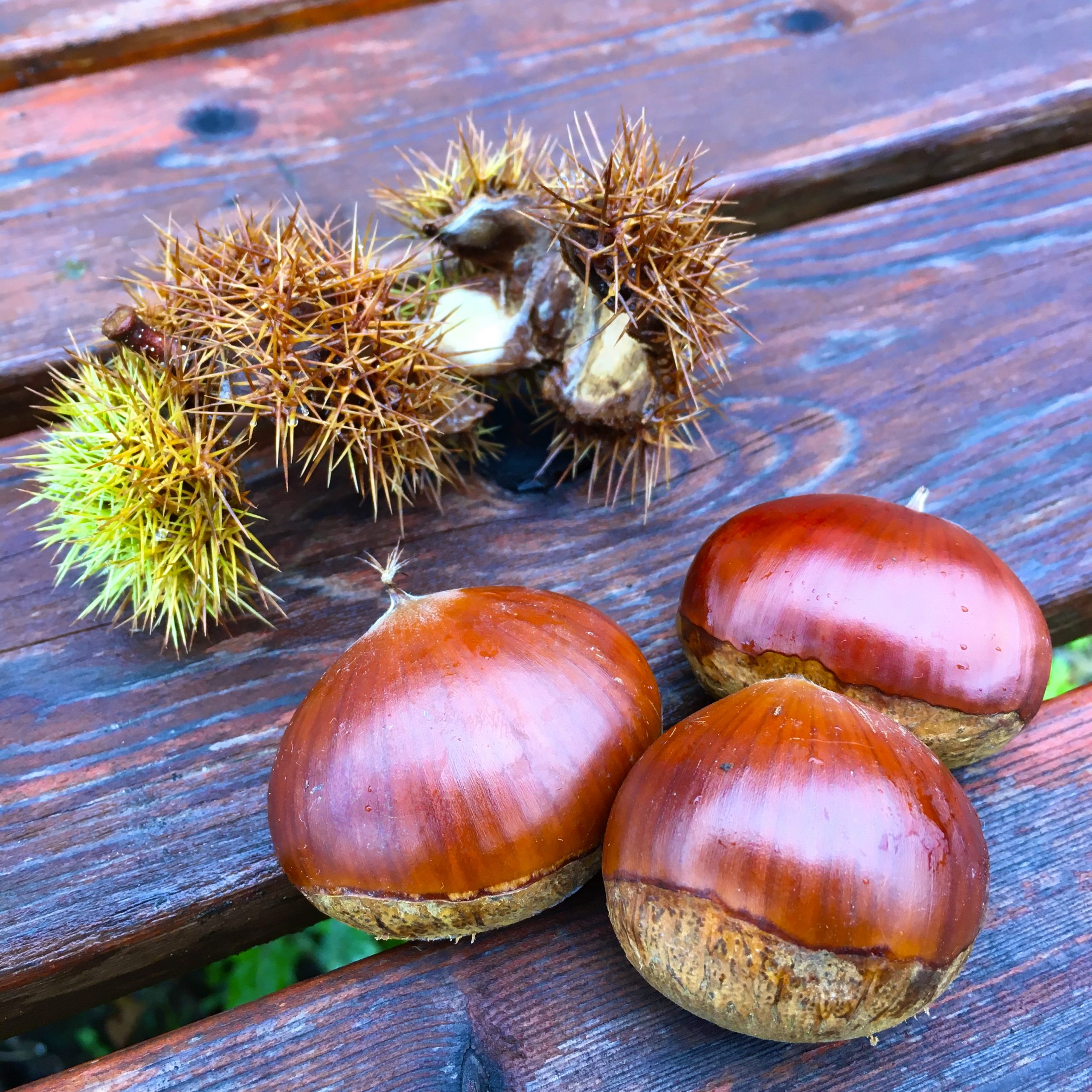実りの秋　食欲の秋