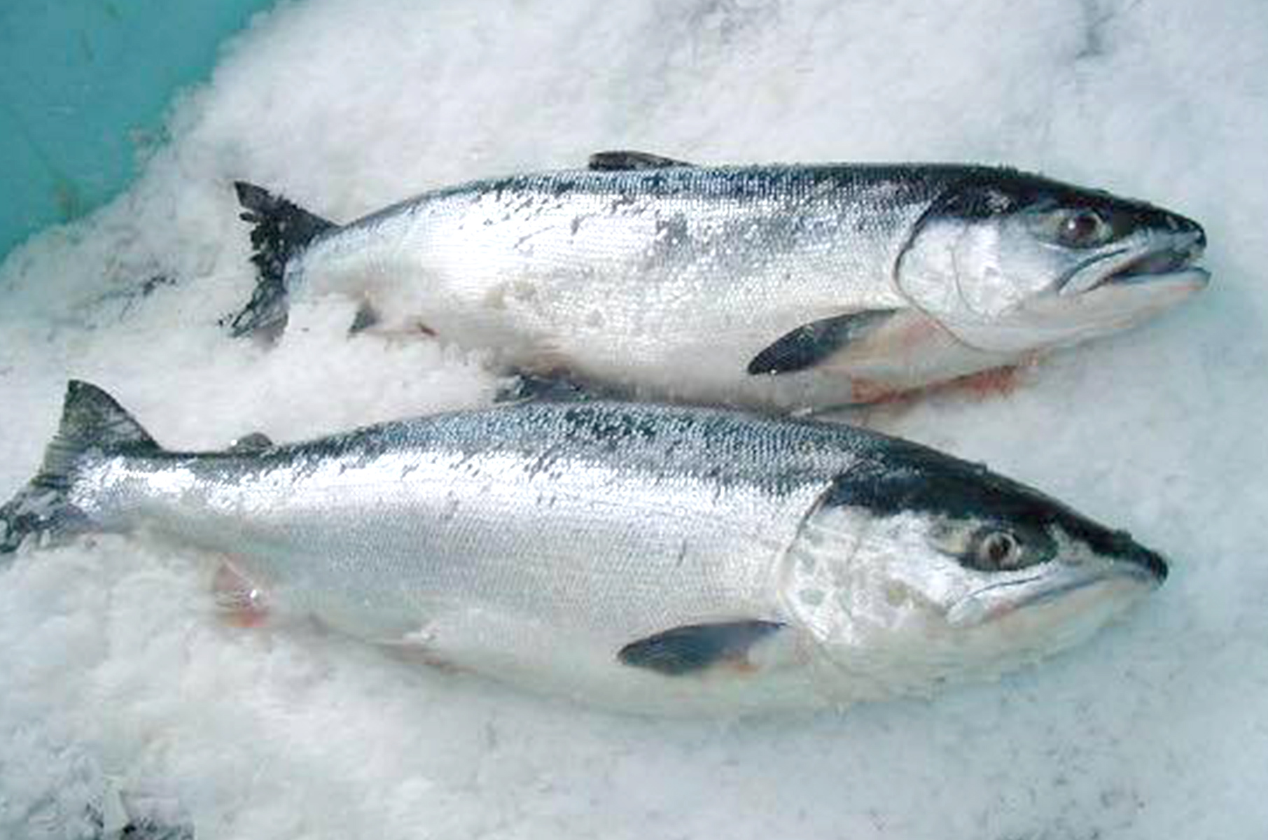 Wild Salmon Sasaki